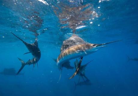 金枪鱼（金枪鱼多少钱一斤2023最新价格）