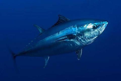 蓝鳍金枪鱼 蓝鳍金枪鱼和黄鳍金枪鱼的区别