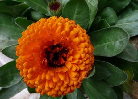 金盏菊（金盏菊种子种植方法和时间）