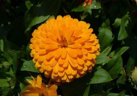 金盏花图片（植物大战僵尸2金盏花图片）