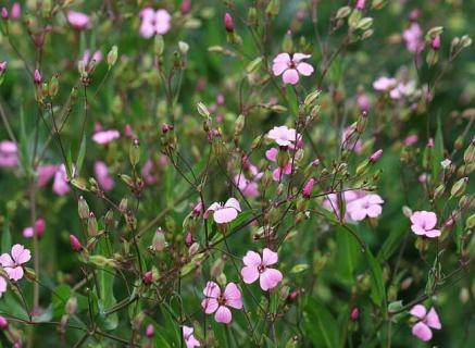 满天星图片（满天星图片草药）