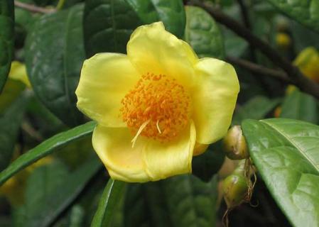 金花茶 金花茶的正确泡法