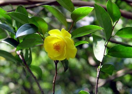 金花茶图片（金花茶图片大全真实图）