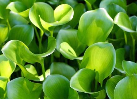 水葫芦图片 水葫芦图片鸟