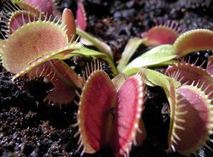 食虫草图片 食虫草图片大全 种类