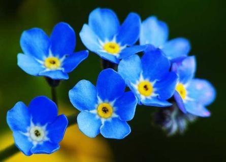 勿忘我 勿忘我花图片