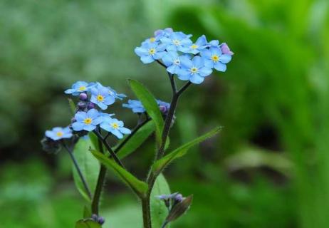 勿忘我花图片（勿忘我花图片唯美）