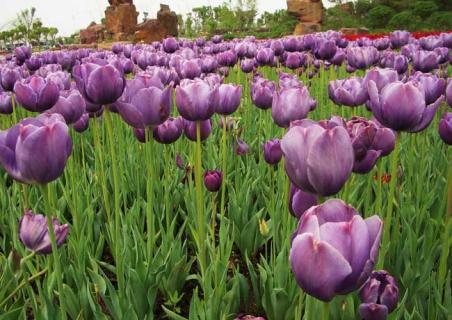 紫色郁金香图片欣赏 紫色郁金香图片大全大图