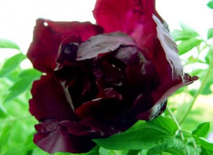 黑牡丹（黑牡丹股票）