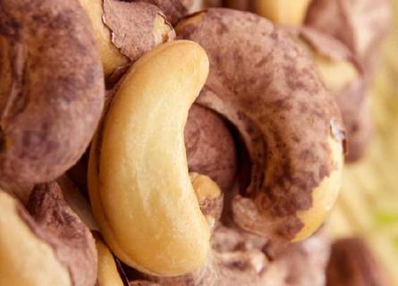 腰果及腰果树图片 腰果及腰果树图片高清