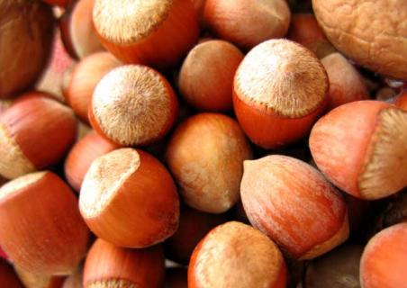 榛子图片欣赏（榛子的图片是什么样子的）