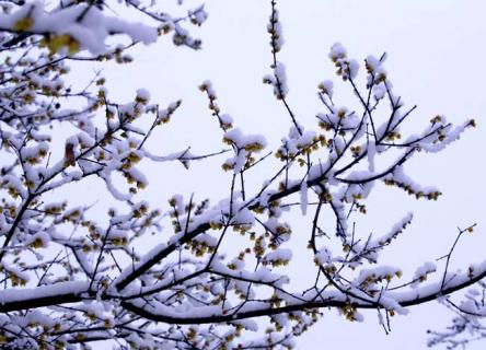 腊梅盆景图片欣赏 腊梅盆景造型图片 制作