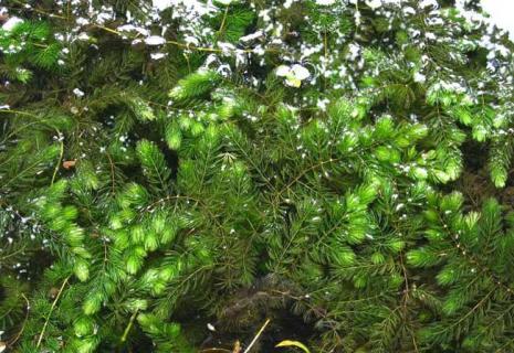 金鱼藻 金鱼藻属于藻类吗