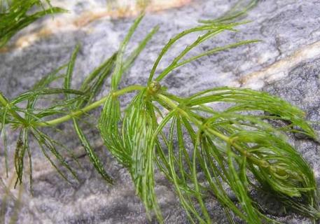 金鱼藻图片欣赏 金鱼藻图片欣赏大全