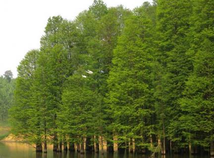 水杉树 水杉树的特点