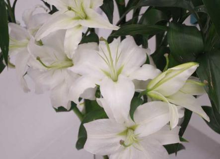 香水百合（香水百合花有毒吗 适合在室内养吗）