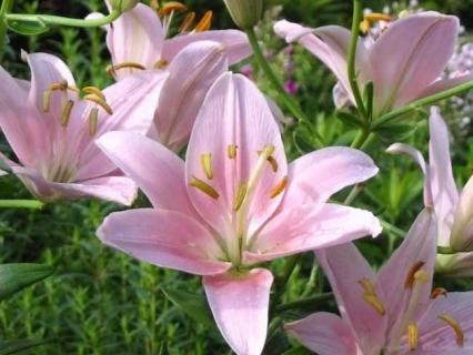 香水百合图片欣赏（香水百合图片欣赏大全）