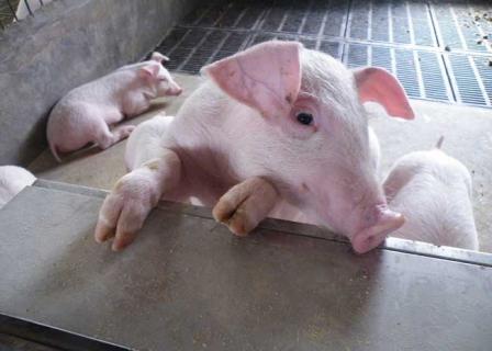 猪的图片大全（猪的图片大全可爱）