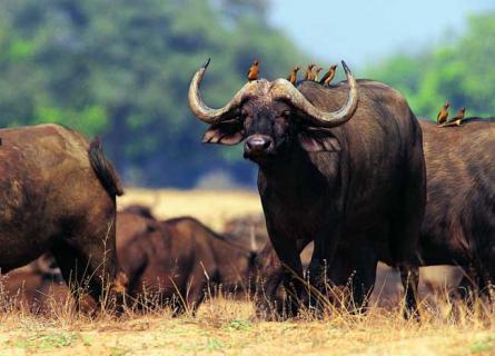 牛的图片大全（牛的图片大全大图卡通）