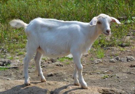 羊图片大全（羊图片大全大图搞笑）