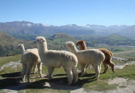 羊驼图片欣赏 羊驼图片大全可爱