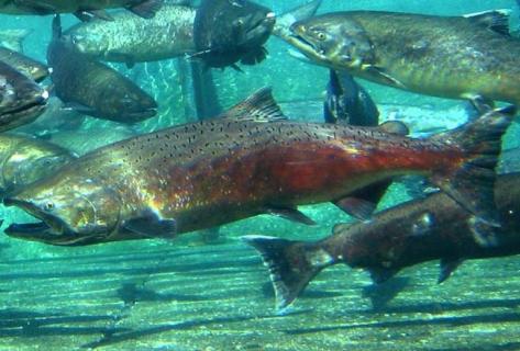 三文鱼（三文鱼水光针）