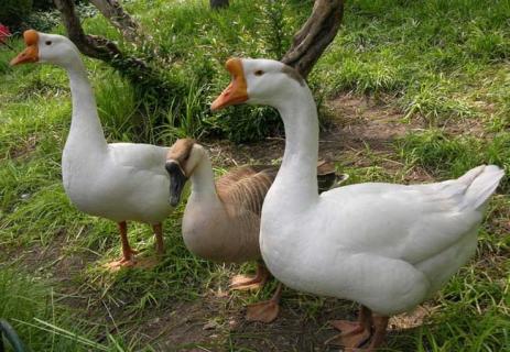 鹅图片欣赏 鹅图片大全高清图片