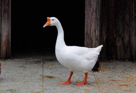 白鹅图片大全 白鹅图片大全大图