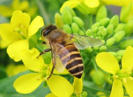 昆虫图片欣赏（昆虫图片介绍40种）
