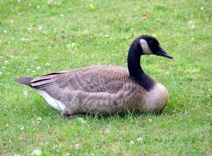 鸭图片欣赏（鸭图片大全图片品种）