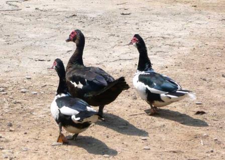 番鸭图片欣赏 番鸭的图片