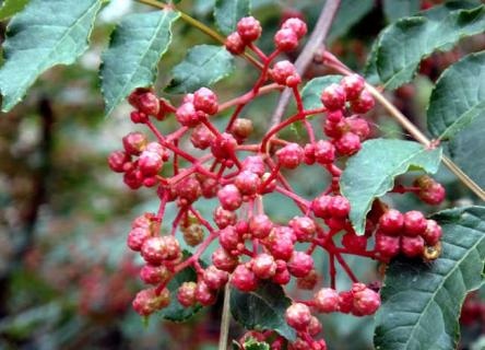 花椒图片（花椒图片大全高清图片）