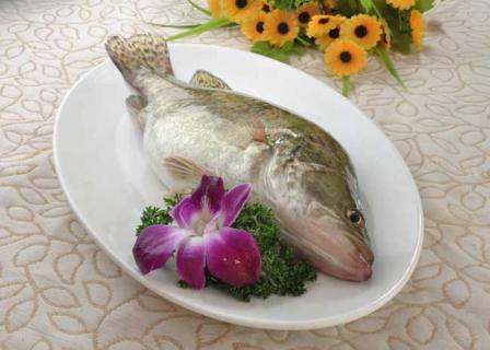 桂鱼图片（淡水桂鱼图片）