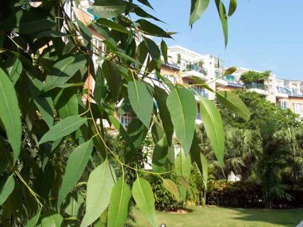 桉树图片（桉树图片大全大图）