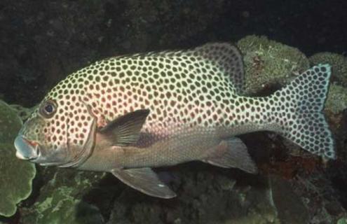 石斑鱼图片 石斑鱼图片多少钱一斤