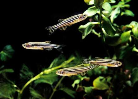 斑马鱼 斑马鱼怎么繁殖