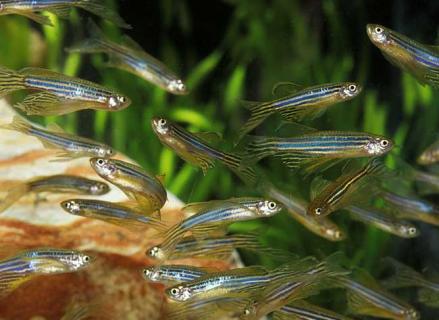 斑马鱼图片（斑马鱼图片大全）