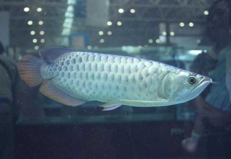银龙鱼图片（银龙鱼图片大全）