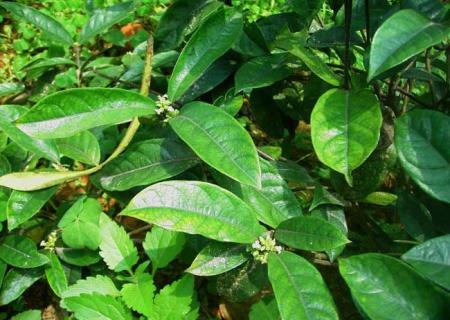 巴戟天 巴戟天的价格