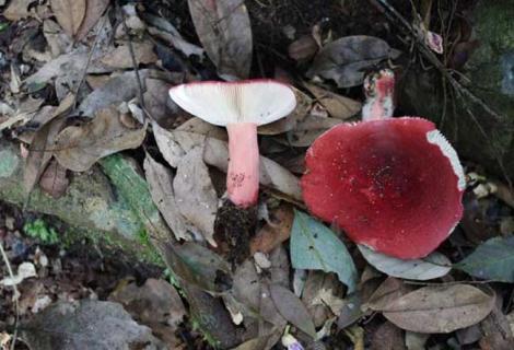 野生红菇图片 野生红菇图片大全大图