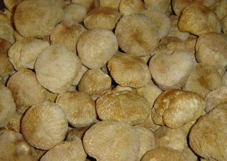 猴头菇图片（新鲜猴头菇图片）