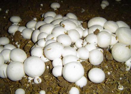 口蘑图片 口蘑图片里面是黑的