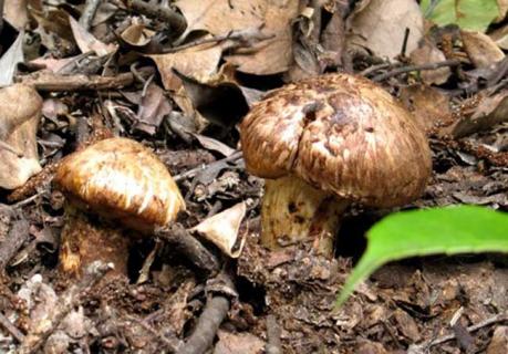 松茸图片 松茸图片大全大图 等级划分