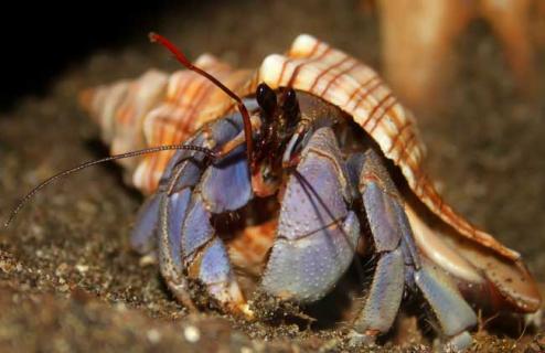 寄居蟹图片 寄居蟹图片简笔画