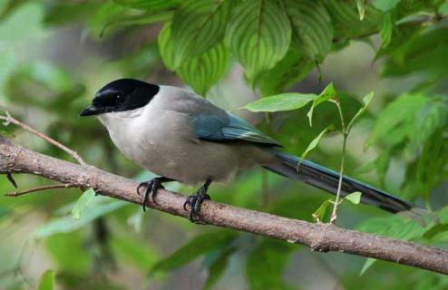 灰喜鹊图片（灰喜鹊图片幼鸟）