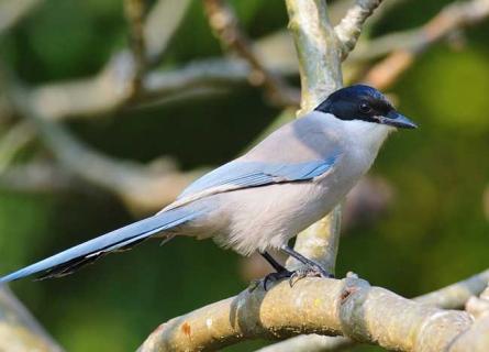 灰喜鹊的养殖技术（灰喜鹊的养殖技术有哪些）