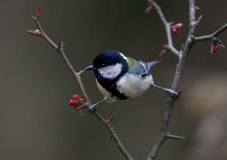 大山雀图片（看图识鸟）