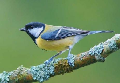 大山雀的饲养技术 大山雀的饲养技术视频