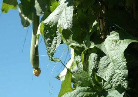 丝瓜图片（丝瓜图片植物图片）