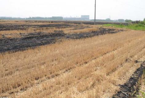 草木灰（草木灰多少钱一吨）